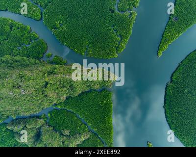 Vista dall'alto, ripresa aerea, splendida vista del Parco Nazionale di Ao Phang Nga (Baia di Phang Nga) con un fiume che scorre attraverso una foresta di mangrovie in Thailandia. Foto Stock