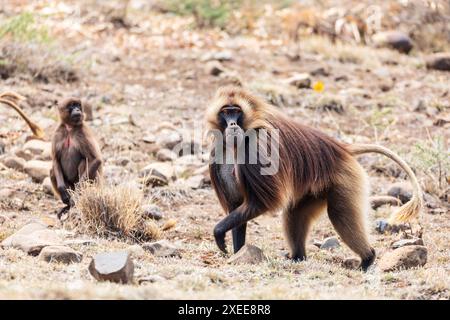 Gelada endemica, Theropithecus gelada, nella montagna di Simien, fauna selvatica etiope Foto Stock