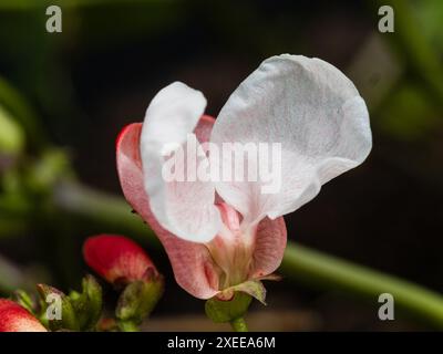 Fiori estivi rossi e bianchi del nano, fagioli di runner non arrampicanti, Phaseolus coccineus "Hestia" Foto Stock