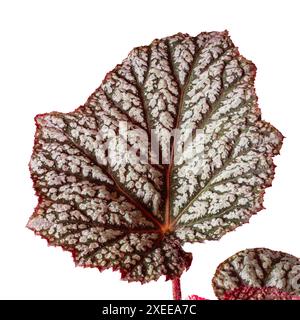 Foglia maculata d'argento della perenne fredda e resistente, Begonia "Sterling Moon" su sfondo bianco Foto Stock