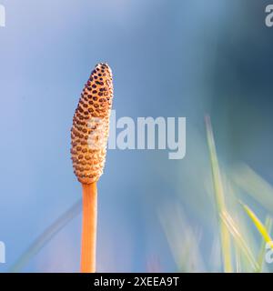 Equisetum arvense, l'equiseto da campo o l'equiseto comune Foto Stock