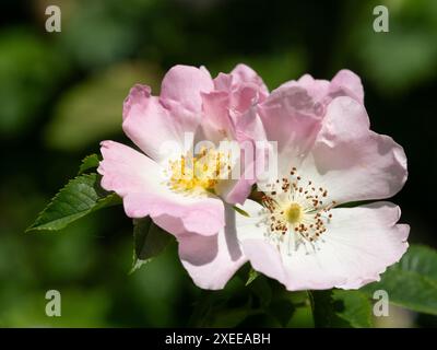 Fiori rosa pallido della robusta rosa del cane, Rosa canina, un fiore selvatico arbustivo e arrampicatore abituale Foto Stock