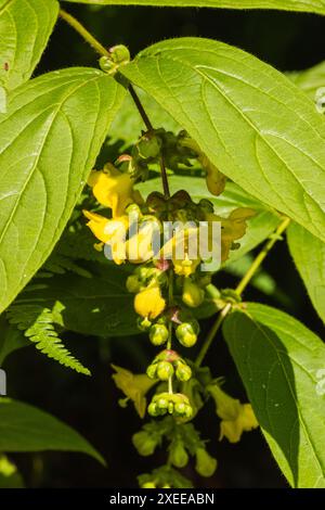 Fiori gialli in tarda primavera / inizio estate racemi dell'arbusto deciduo semiresistente, Leycesteria coccotirsos Foto Stock