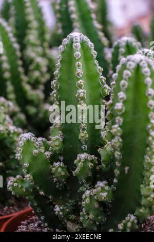 cactus for computer, Cereus uruguayanus, Mallorca, Isole Baleari, Spagna Foto Stock