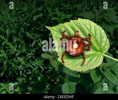 Malattia trasmessa da zecche come un insetto Lone Star Tick da vicino su uno sfondo selvaggio come aracnide parassita con conseguente anaplasmosi che infetta gli esseri umani wi Foto Stock