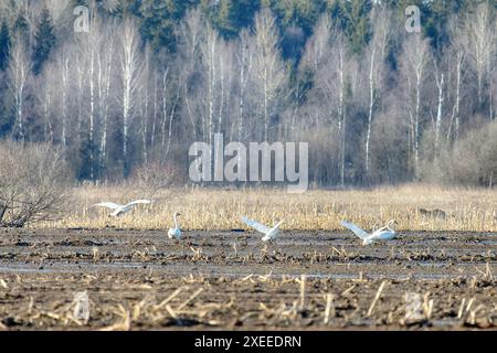 Cigni di Whooper su terreni agricoli Foto Stock