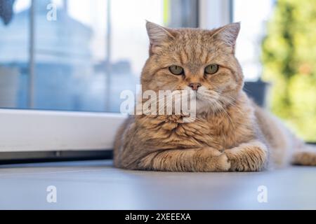 Un bellissimo gatto domestico a righe giace e dorme sul pavimento Foto Stock