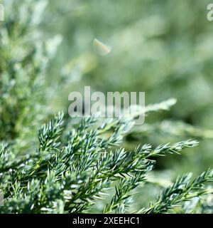 Sfondo di rami di ginepro blu sempreverdi di Juniperus squamata tappeto blu Foto Stock