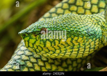 Borneo Pit viper, Tropidolaemus subannulatus, Bako Natioinal Park, Sarawak, Borneo Foto Stock