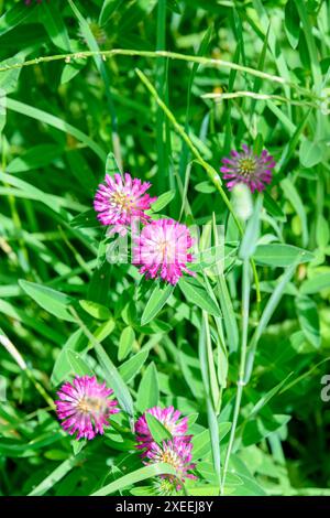 Clover prato lat. Trifolium pratense su uno sfondo di erba verde. Entra nel parco. Foto Stock