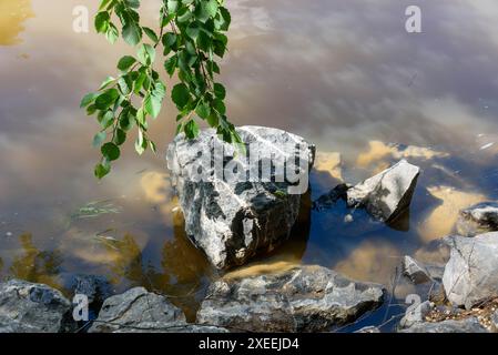 Grandi pietre e foglie verdi appese su uno stagno fangoso. Ambiente naturale all'aperto con riflessi sull'acqua. Fotografia di paesaggi. Foto Stock