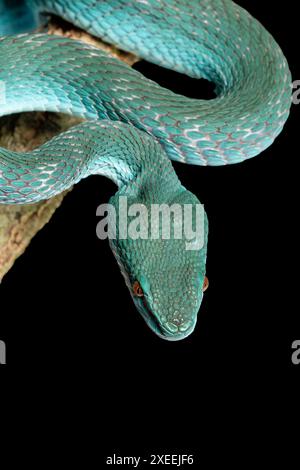 Pitviper di isola dalle labbra bianche, Trimeresurus insularis, forma Komodo. Prigioniero. Originario dell'Indonesia. Foto Stock