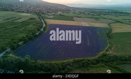 Scatto con un drone che cattura un bellissimo campo di lavanda in fiore, con un piccolo villaggio e montagne sullo sfondo Foto Stock