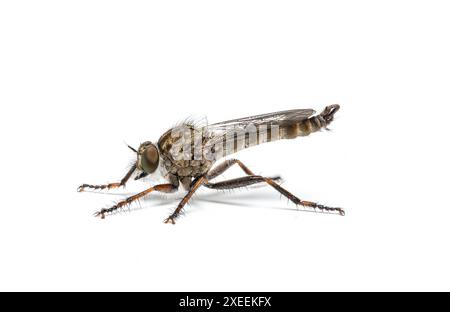 Kite-tailed Robberfly, Tolmerus atricapillus (SYN. Machimus atricapillus), Catbrook, Gwent, Regno Unito. Famiglia Asilidae. Foto Stock