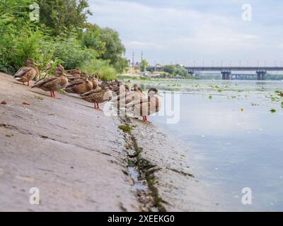 Un gregge di anatre carine sedute su una riva di cemento del fiume Dnipro a Kiev, Ucraina. Superficie d'acqua coperta da fiori di giglio con grandi foglie. Foto Stock