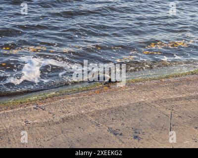 Uccello corvo in piedi sul fiume di cemento e tenendo un dado nel becco, onde con foglie gialle cadute e schiuma sullo sfondo. Foto Stock