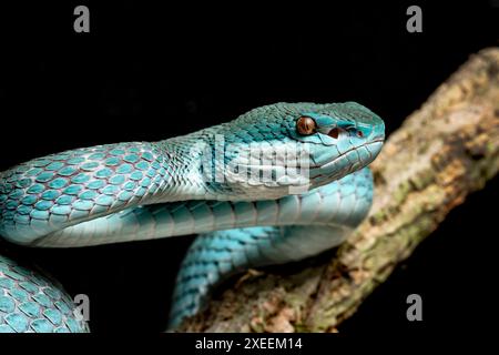 Pitviper di isola dalle labbra bianche, Trimeresurus insularis, forma Komodo. Originario dell'Indonesia. Foto Stock