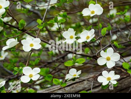 Fioritura di alberi di legno di Dogwood e fiume Merced; Yosemite National Park; California; Stati Uniti Foto Stock