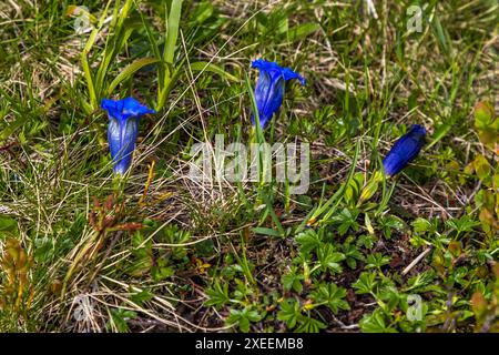 La genziana blu fiorisce nei prati a giugno. Clusius gentian (Gentiana clusii) vera genziana alpina. Filzmoosalm, Großarl, Salisburgo, Austria Foto Stock