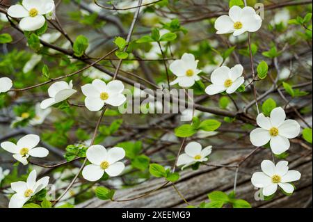 Fioritura di alberi di legno di Dogwood e fiume Merced; Yosemite National Park; California; Stati Uniti Foto Stock