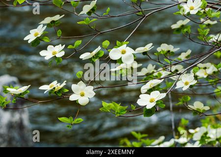 Fioritura di alberi di legno di Dogwood e fiume Merced; Yosemite National Park; California; Stati Uniti Foto Stock