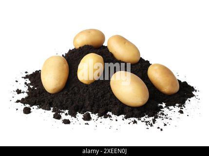 Patate crude fresche e terreno isolato su bianco Foto Stock