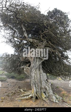 La Sabina de Canarias (Juniperus turbinata canariensis) è un arbusto sempreverde o piccolo albero. Vento campione attorcigliato. Questa foto è stata scattata a El Sabinar de Foto Stock