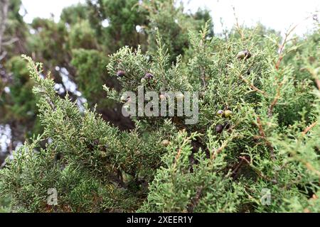 La Sabina de Canarias (Juniperus turbinata canariensis) è un arbusto sempreverde o piccolo albero. Dettagli di foglie e galbulo. Questa foto è stata scattata a El Sabin Foto Stock