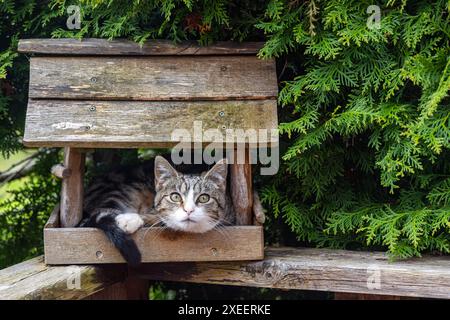 Gatto nascosto nella casa degli uccelli Foto Stock