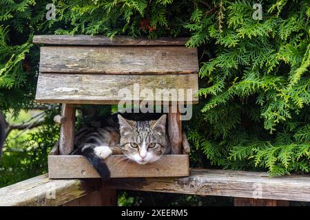 Gatto nascosto nella casa degli uccelli Foto Stock