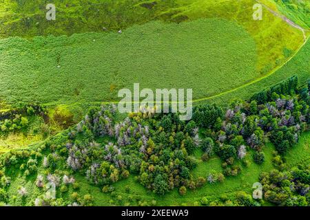 Vista verticale verso il basso di alberi e vegetazione lussureggiante Foto Stock