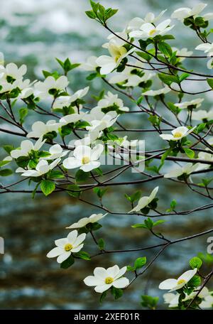 Fioritura di alberi di legno di Dogwood e fiume Merced; Yosemite National Park; California; Stati Uniti Foto Stock