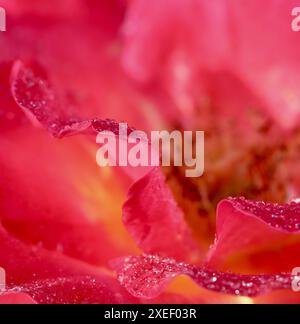 Petali di fiori di rosa gialli rosa con gocce di rugiada. Sfondo di fiori macro per il design delle vacanze Foto Stock