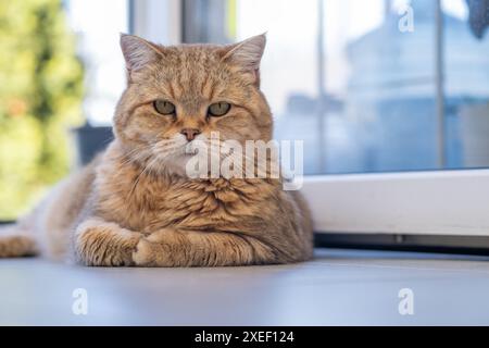 Un bellissimo gatto domestico a righe giace e dorme sul pavimento Foto Stock