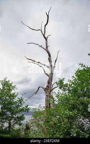 Fotografia di paesaggi di alberi vecchi, morti, uno, secchi, singoli; lago; riva; natura; parco nazionale; paesaggio; serenità; Scozia, Loch Lomond Foto Stock