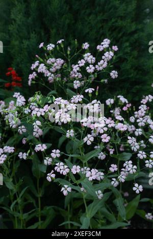 Fiori di saponaria "Pink Beauty". Foto Stock