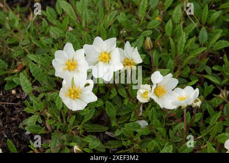 Dryas octopetala, Avenes di montagna Foto Stock