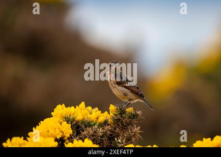 Un giovane europeo Stonechat (Passerine) arroccato su un cespuglio di Gorse vicino a RSPB Troup Head. Foto Stock