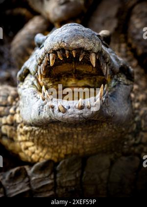 Minaccioso coccodrillo cubano con ganasce spalancate che rivelano i suoi denti affilati, catturando l'intensità di questo potente predatore in azione. Foto Stock