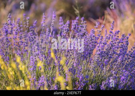 Primo piano di fiori di lavanda Foto Stock