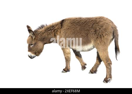 Asino marrone con orecchie lunghe isolato su sfondo bianco Foto Stock