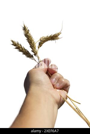 Mano con tre spikelets di grano isolati su sfondo bianco Foto Stock