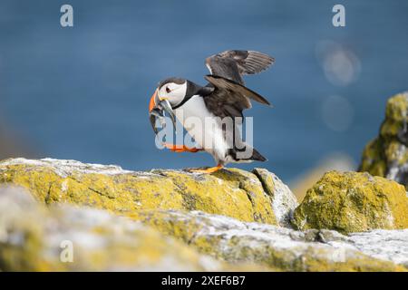 Pulcino Atlantico (fratercula arctica) che cammina su rocce ricoperte di licheni trasportando cicerelle verso la sua tana - Isola di maggio, Scozia, Regno Unito Foto Stock