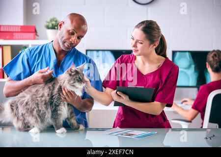 Infermiera veterinaria professionista e infermiera veterinaria praticante di PET Cat Injection in chirurgia Foto Stock