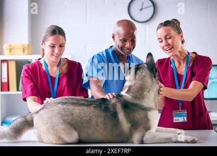 Squadra veterinaria maschile e femminile che esamina il cane Akita in chirurgia Foto Stock