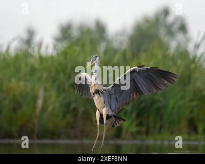 L'airone grigio prende il volo su uno sfondo di piante verdi. Foto Stock