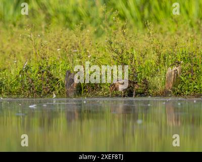 Nipe comune sul deflettore dell'acqua, su uno sfondo di piante verdi. Foto Stock