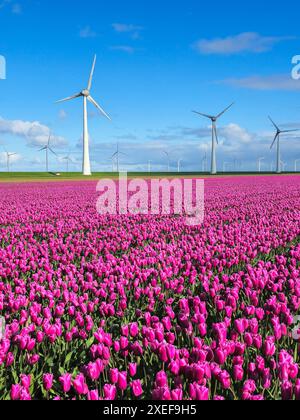 Un campo vibrante di tulipani viola si estende in lontananza, con maestosi mulini a vento che girano sullo sfondo sotto una chiara S Foto Stock