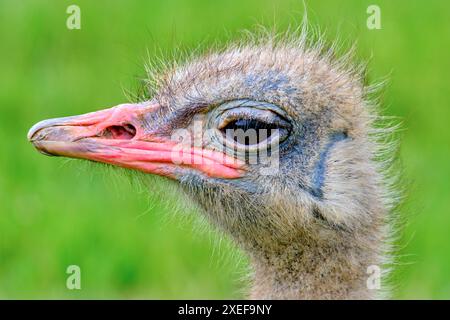 Uno struzzo (Stuthio camelus) si trova in un campo verde. L'uccello sta guardando verso il fronte. Parco naturale Cabarceno. Cantabria, Spagna. Foto Stock