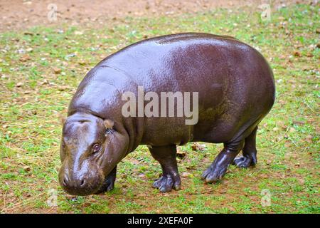 Un ippopotamo pigmeo (Choeropsis liberiensis) che pascolava nell'erba. Parco naturale Cabarceno. Cantabria, Spagna. Foto Stock